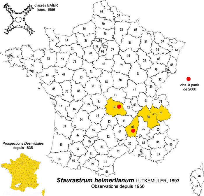 Staurastrum heimerlianum Lütkemüller #83280