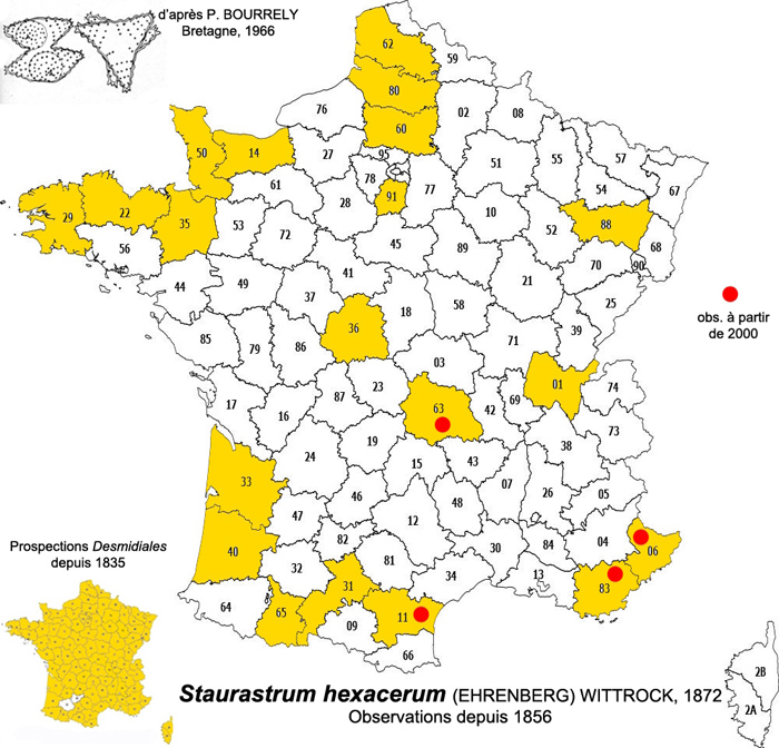 Staurastrum hexacerum #77274