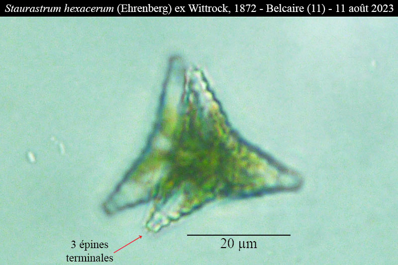 Staurastrum hexacerum #77004