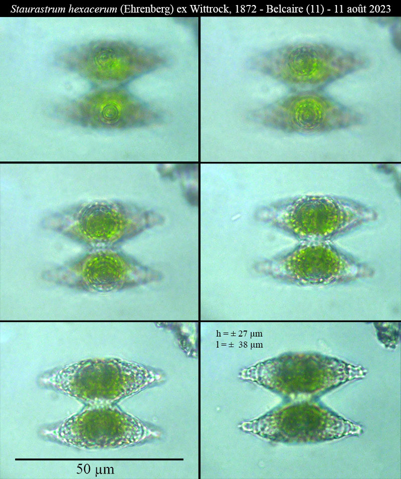 Staurastrum hexacerum #77002