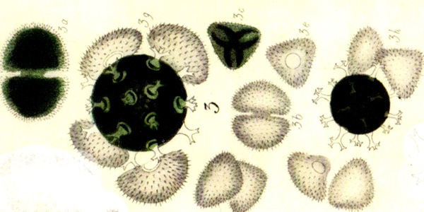 Staurastrum hirsutum Ralfs var. muricatum (Breb) Först. #78101