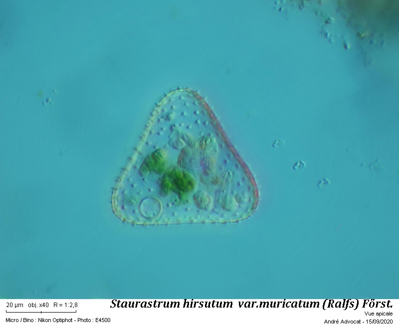 Staurastrum hirsutum Ralfs var. muricatum (Breb) Först. #64403
