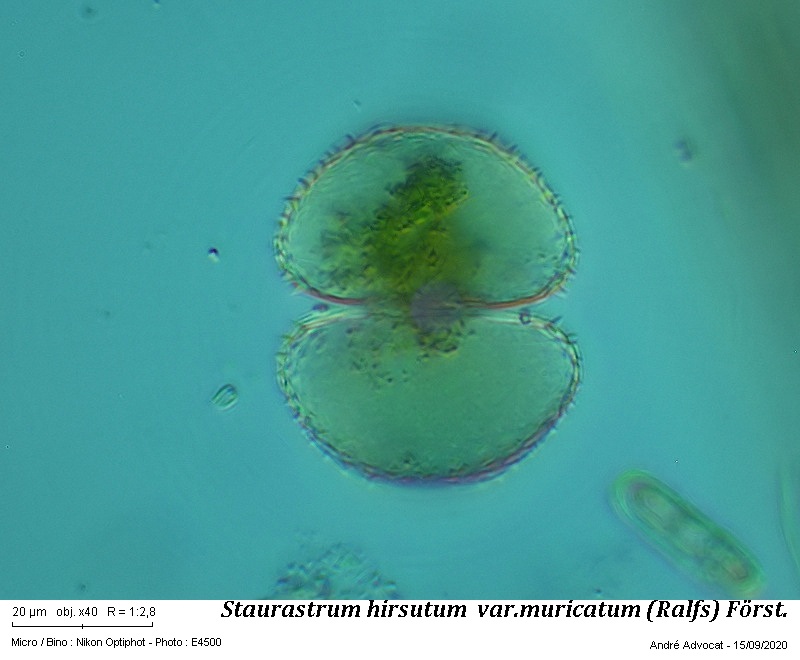 Staurastrum hirsutum Ralfs var. muricatum (Breb) Först. #64401