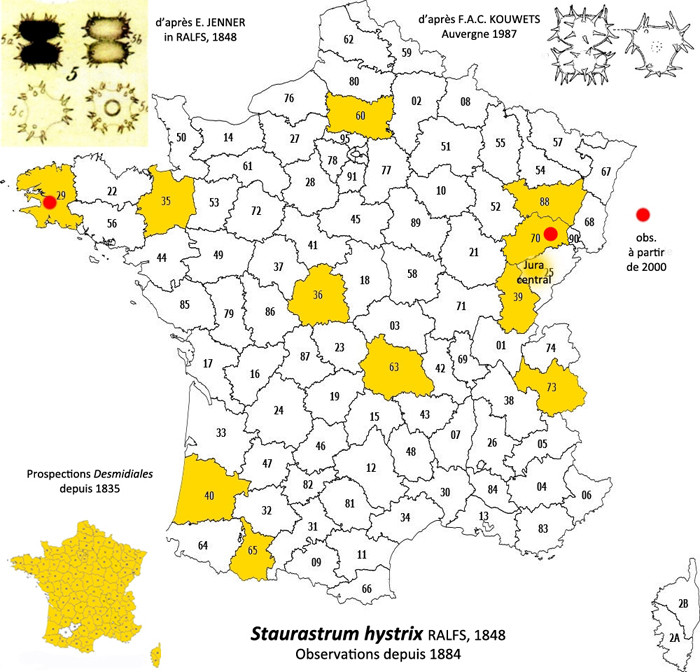 Staurastrum hystrix Ralfs, 1848 #83060