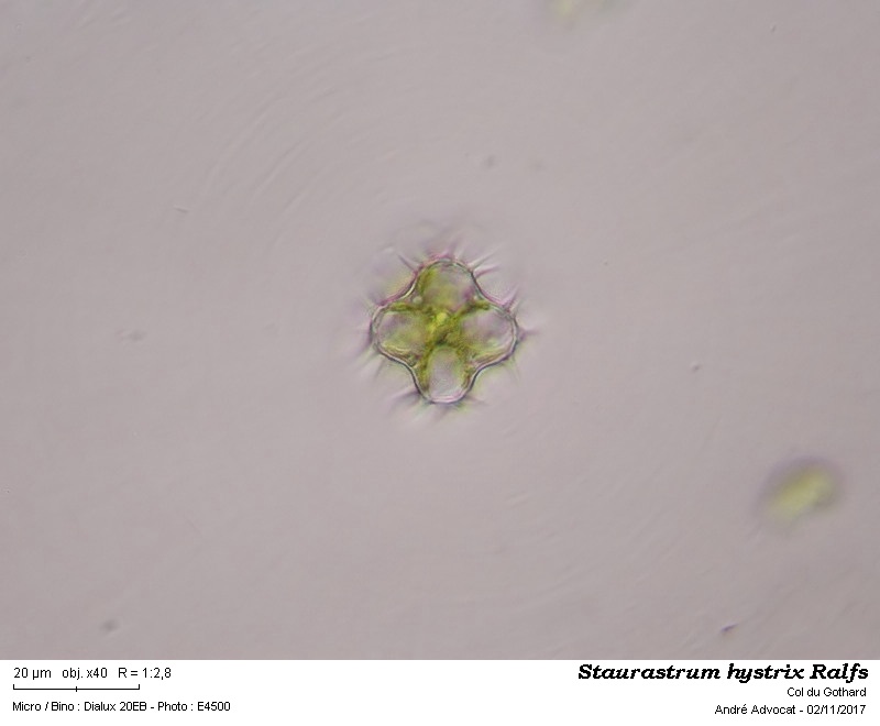 Staurastrum hystrix Ralfs #52384