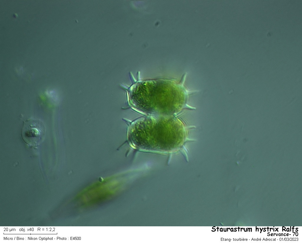 Staurastrum hystrix Ralfs #83052