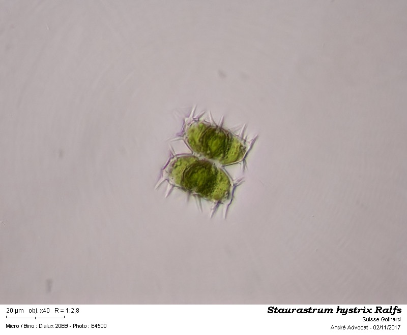 Staurastrum hystrix Ralfs #52382
