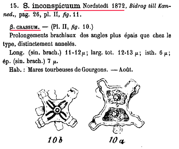 Staurastrum inconspicuum Nordstedt #79809