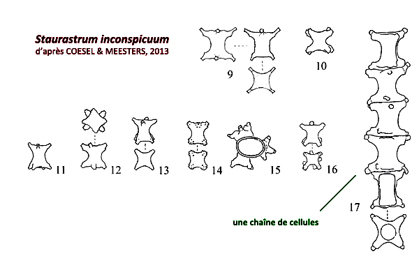 Staurastrum inconspicuum Nordstedt #79808