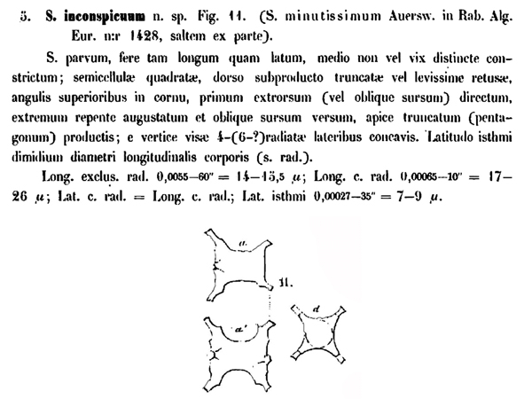 Staurastrum inconspicuum Nordstedt #79807