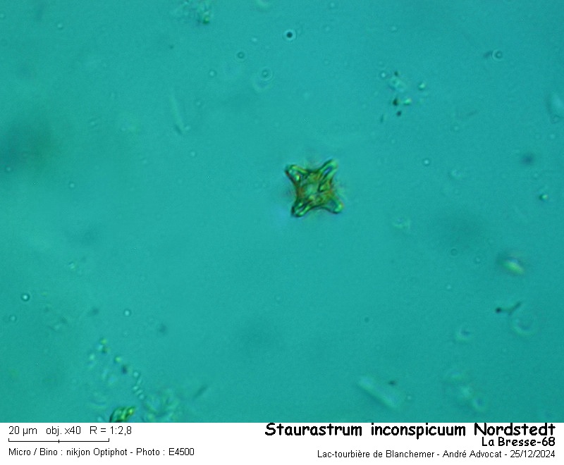 Staurastrum inconspicuum Nordstedt #81071