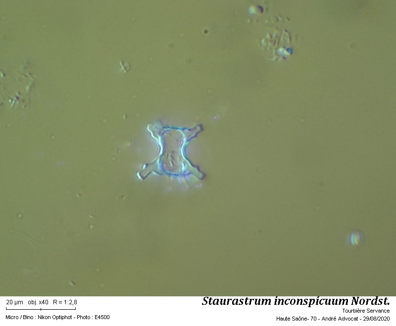 Staurastrum inconspicuum Nordstedt #64313
