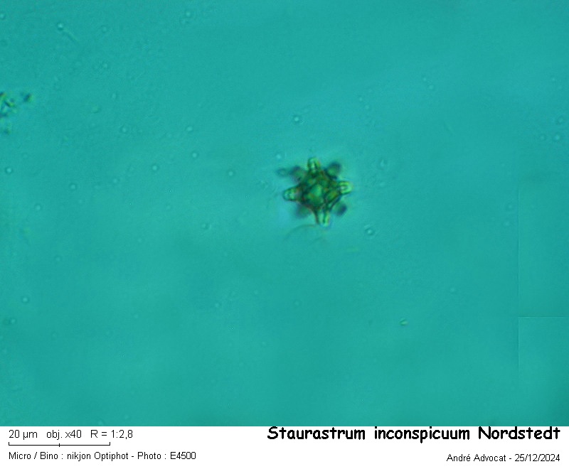 Staurastrum inconspicuum Nordstedt #81072