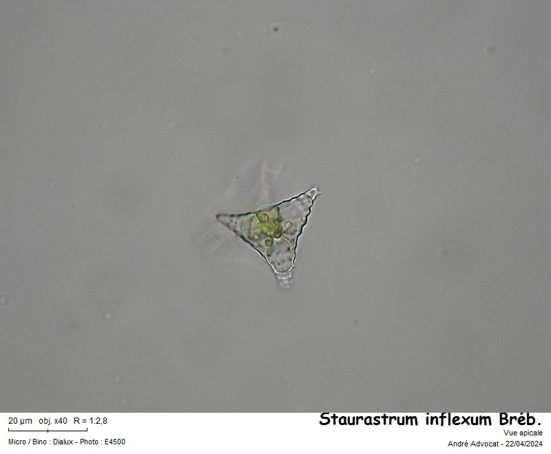 Staurastrum inflexum Brébisson #78648