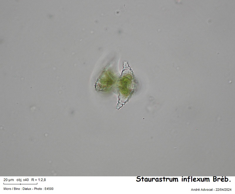 Staurastrum inflexum Brébisson #78647