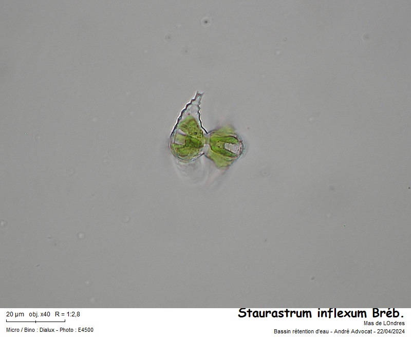 Staurastrum inflexum Brébisson #78646