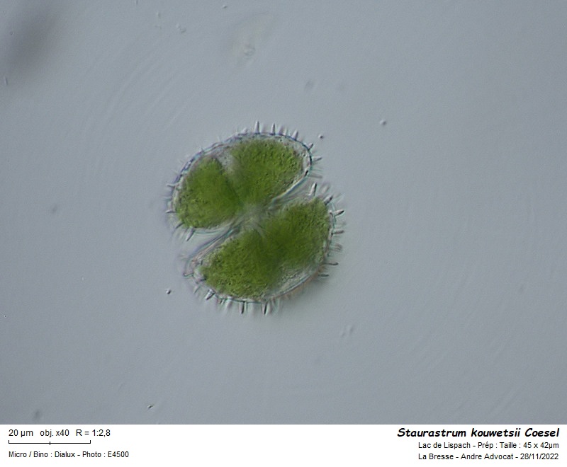 Staurastrum kouwetsii Coesel #72932
