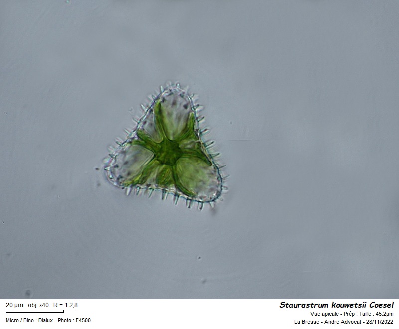 Staurastrum kouwetsii Coesel #72933