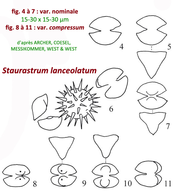 Staurastrum lanceolatum W.Archer var.compressum #80890