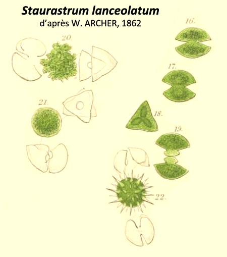 Staurastrum lanceolatum W.Archer var.compressum #80889