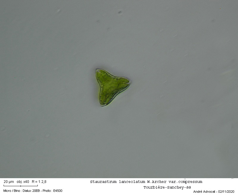 Staurastrum lanceolatum W.Archer var.compressum #64709