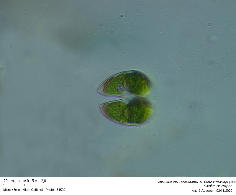 Staurastrum lanceolatum W.Archer var.compressum #64708