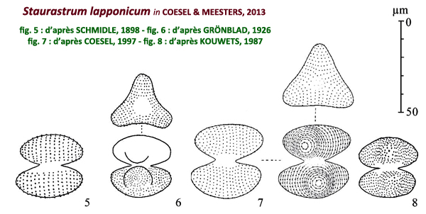 Staurastrum lapponicum (Schmidle) Grönblad #81929
