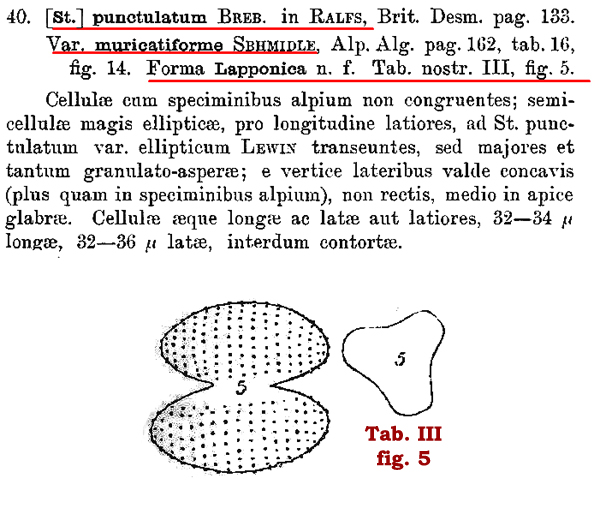 Staurastrum lapponicum (Schmidle) Grönblad #81927