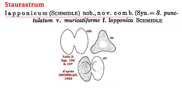 Staurastrum lapponicum (Schmidle) Grönblad #81928