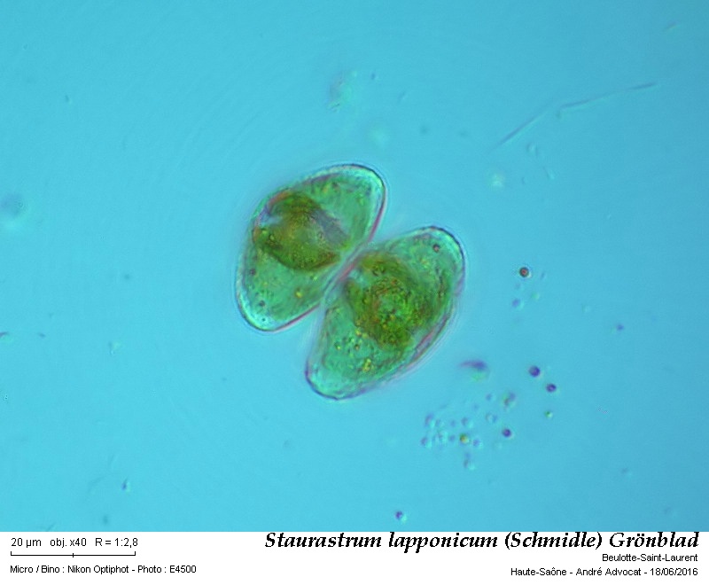 Staurastrum lapponicum (Schmidle) Grönblad #45784