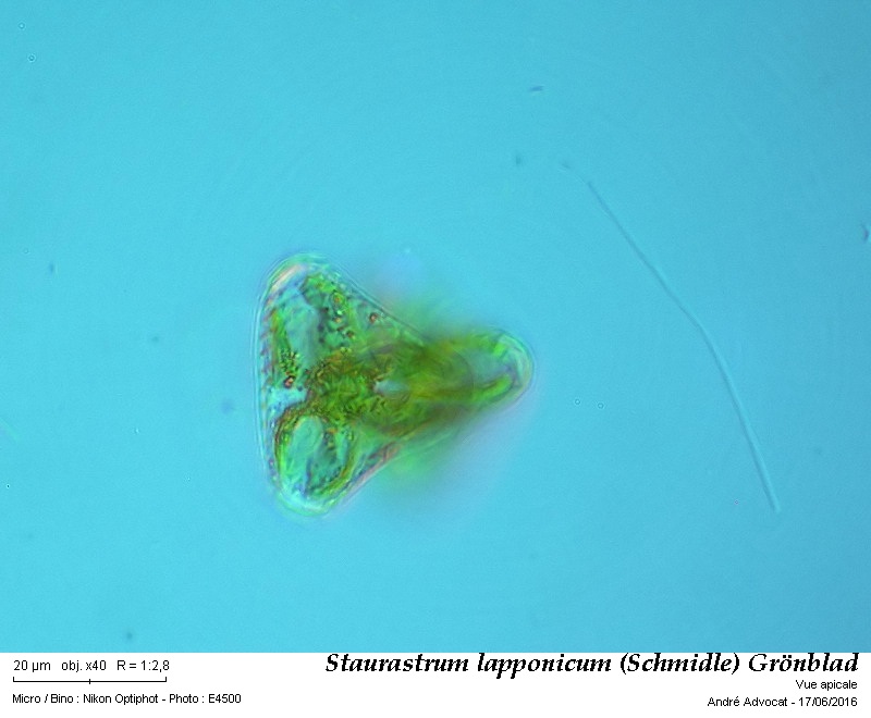 Staurastrum lapponicum (Schmidle) Grönblad #45786