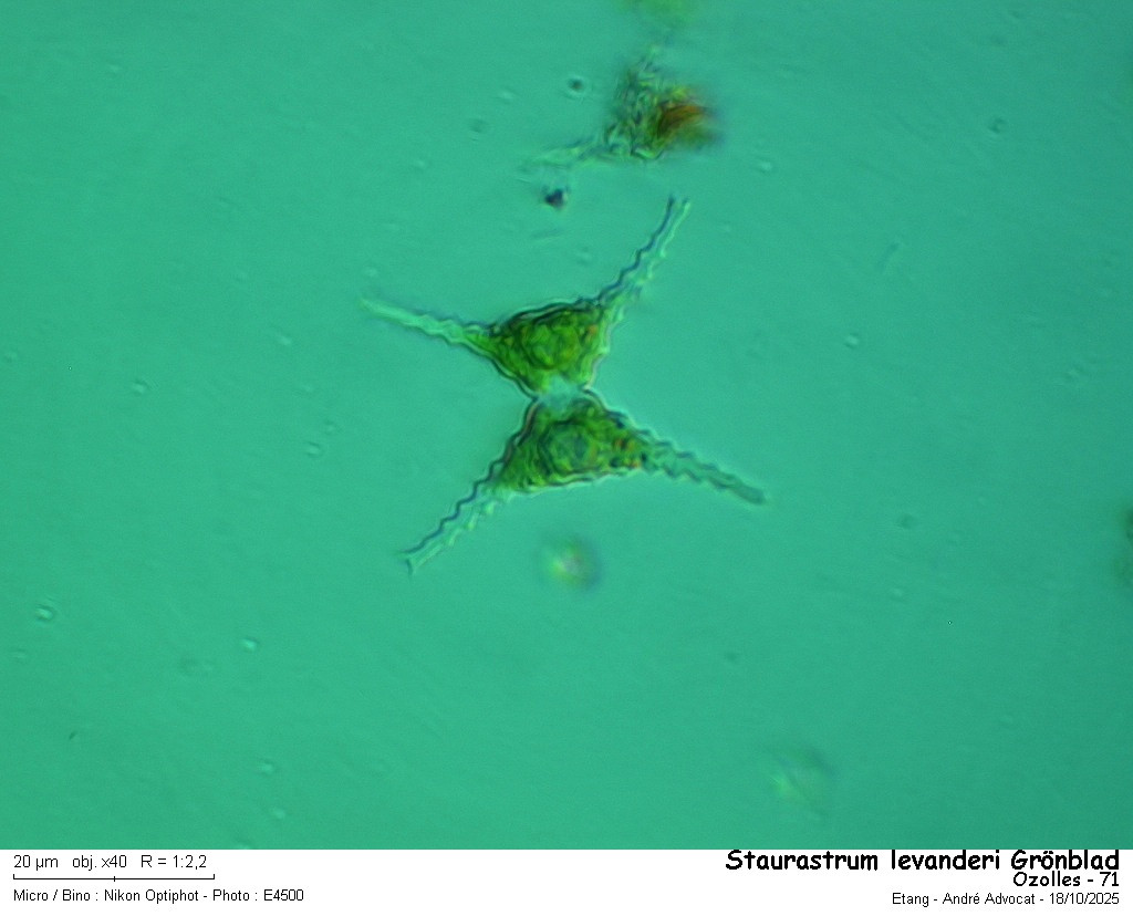 Staurastrum levanderi Grönblad #84035