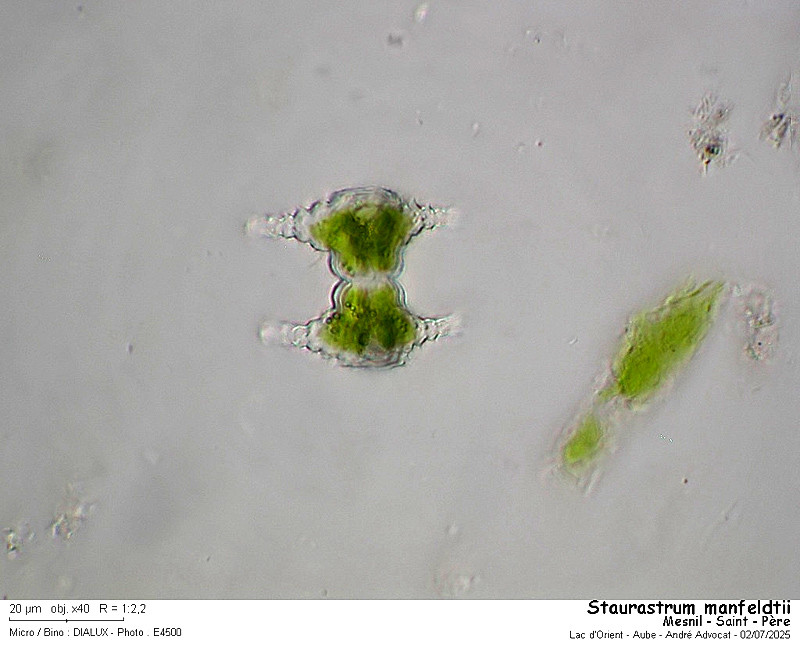 Staurastrum manfeldtii Delponte, 1878 #82808