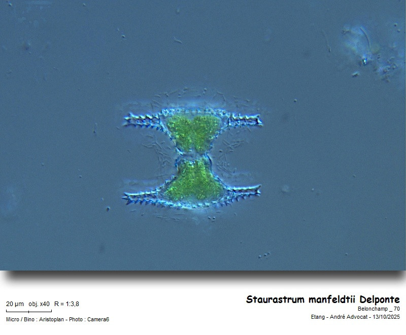 Staurastrum manfeldtii Delponte #85219