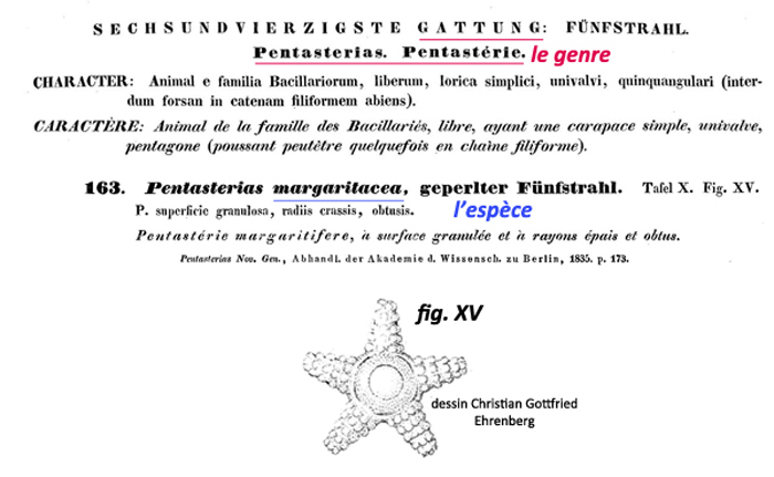 Staurastrum margaritaceum Ralfs #80922
