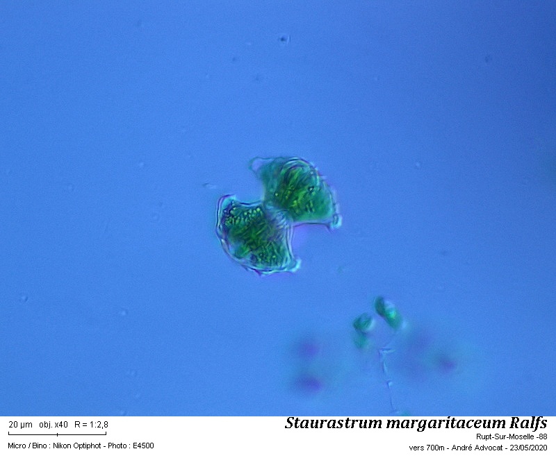 Staurastrum margaritaceum Ralfs #63634