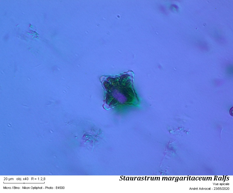 Staurastrum margaritaceum Ralfs #63635