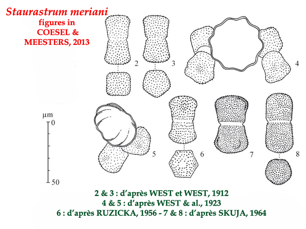 Staurastrum meriani Reinsch #82189