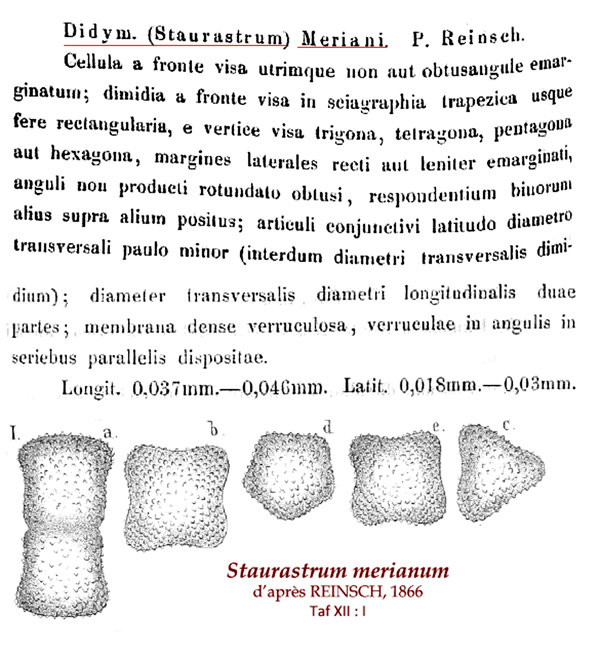 Staurastrum meriani Reinsch #82188