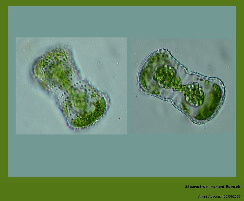 Staurastrum meriani Reinsch #5323