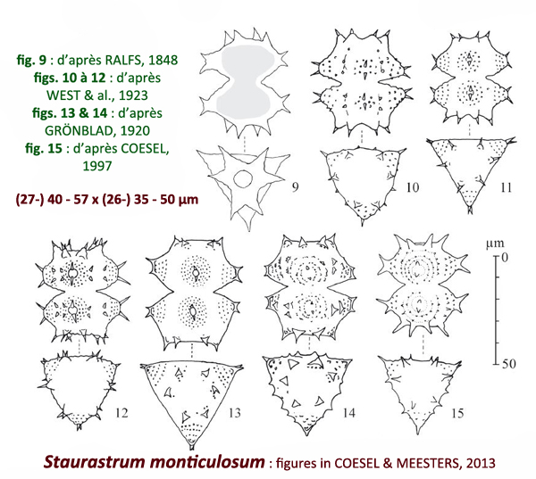 Staurastrum monticulosum #81937