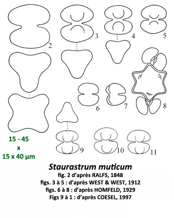 Staurastrum muticum Ralfs #82821