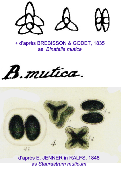 Staurastrum muticum Ralfs #77515