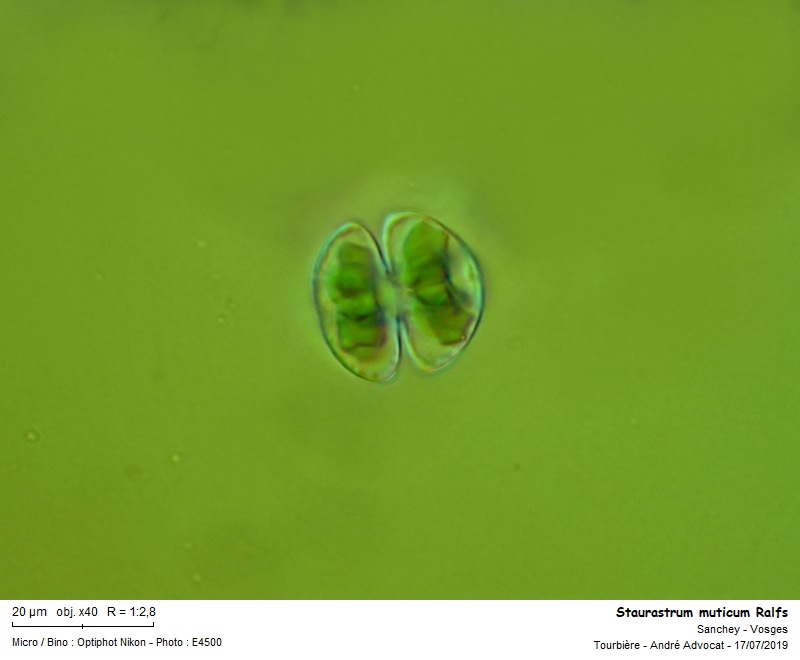 Staurastrum muticum Ralfs #77313