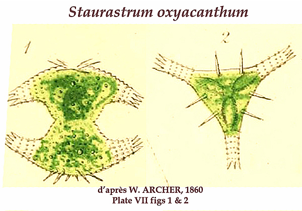 Staurastrum oxyacanthum W. Archer #81981