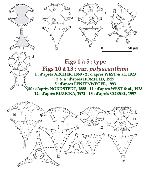 Staurastrum oxyacanthum W. Archer #81979