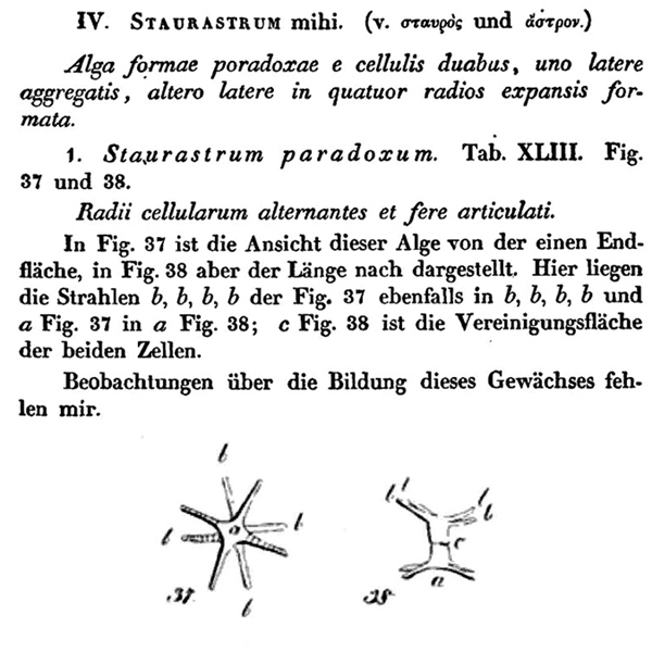 Staurastrum paradoxum #78003