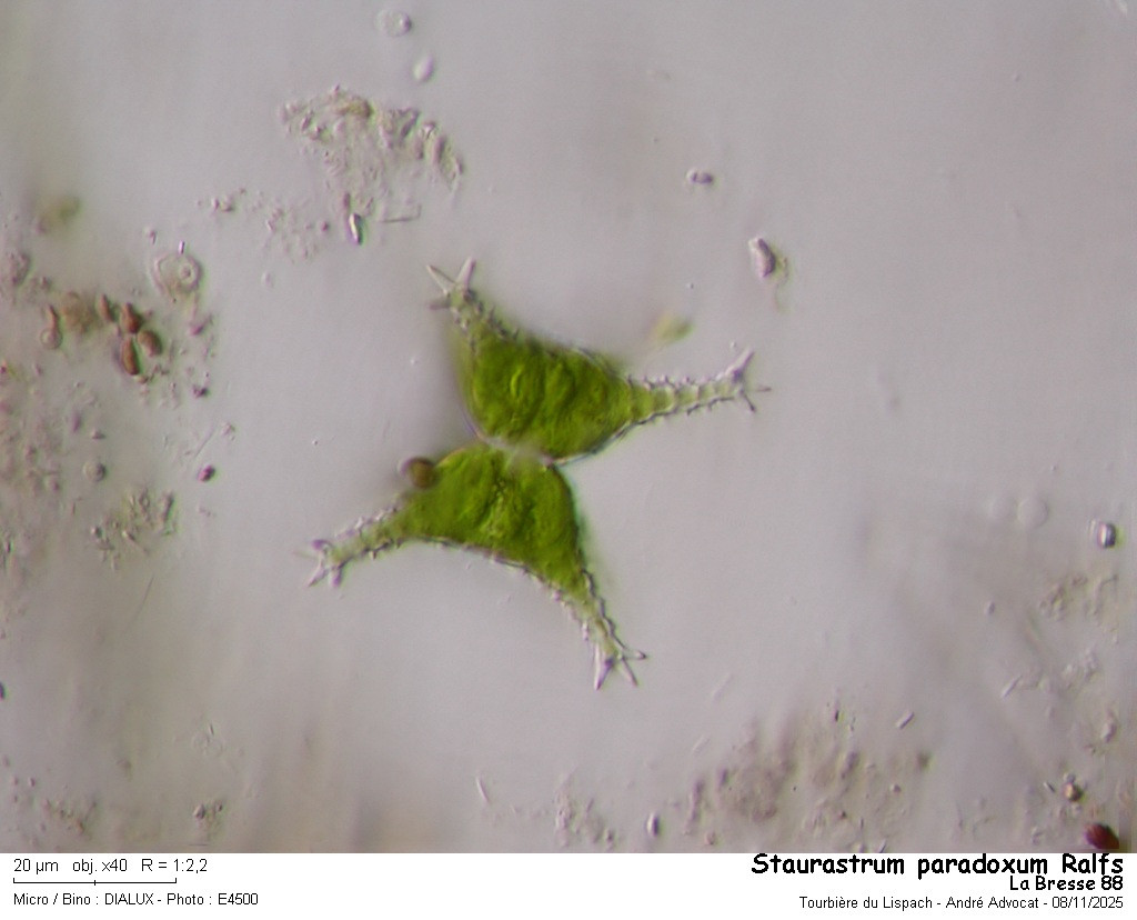 Staurastrum paradoxum Ralfs #84228