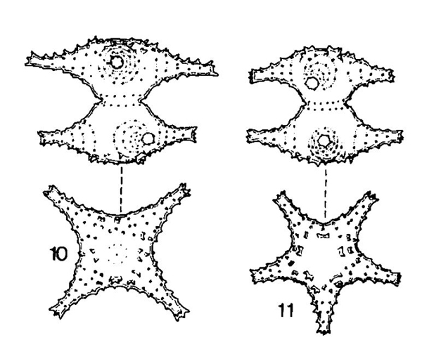 Staurastrum pentasterias Grönblad #77997