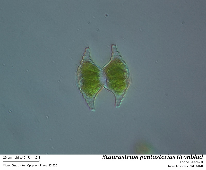 Staurastrum pentasterias Grönblad #64768